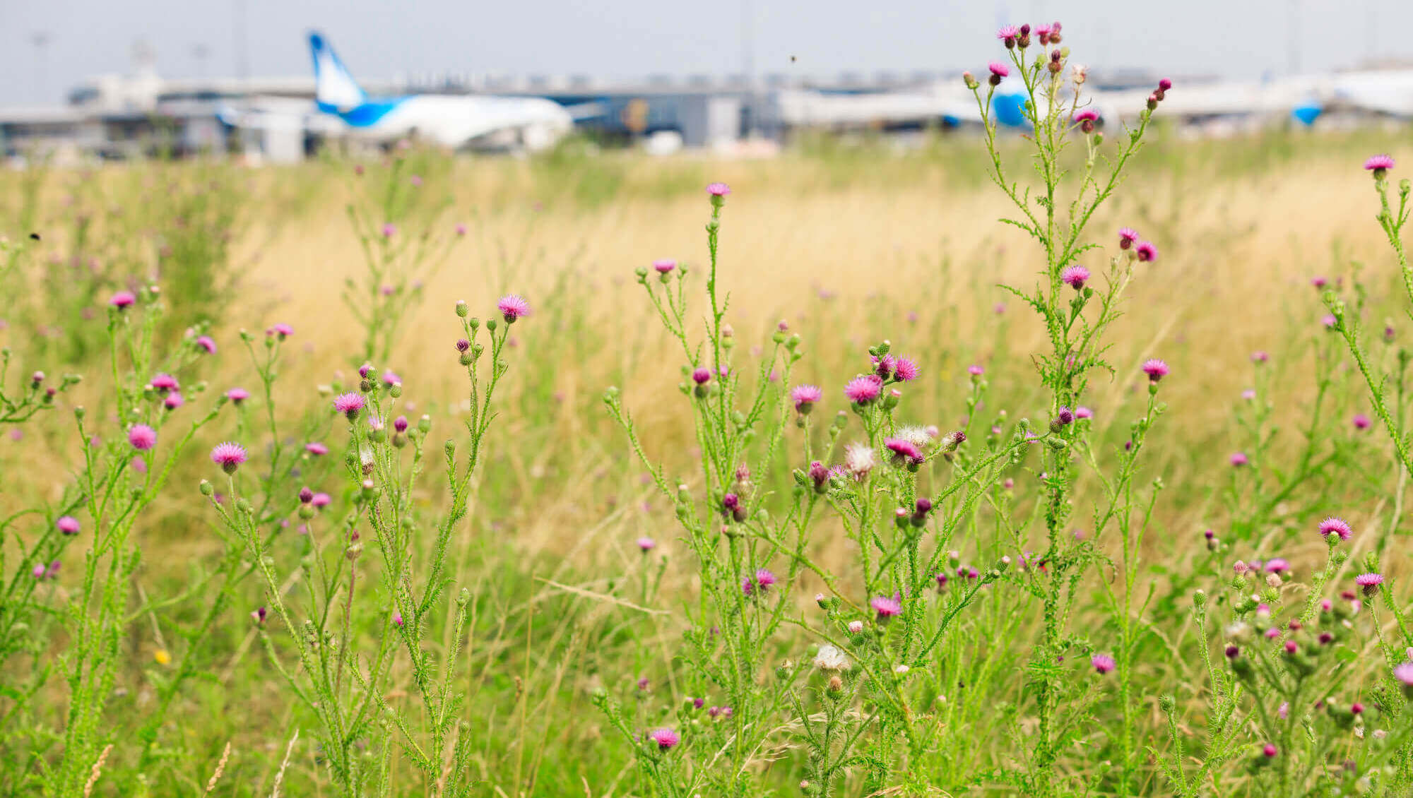 Protecting and promoting biodiversity at our airports
