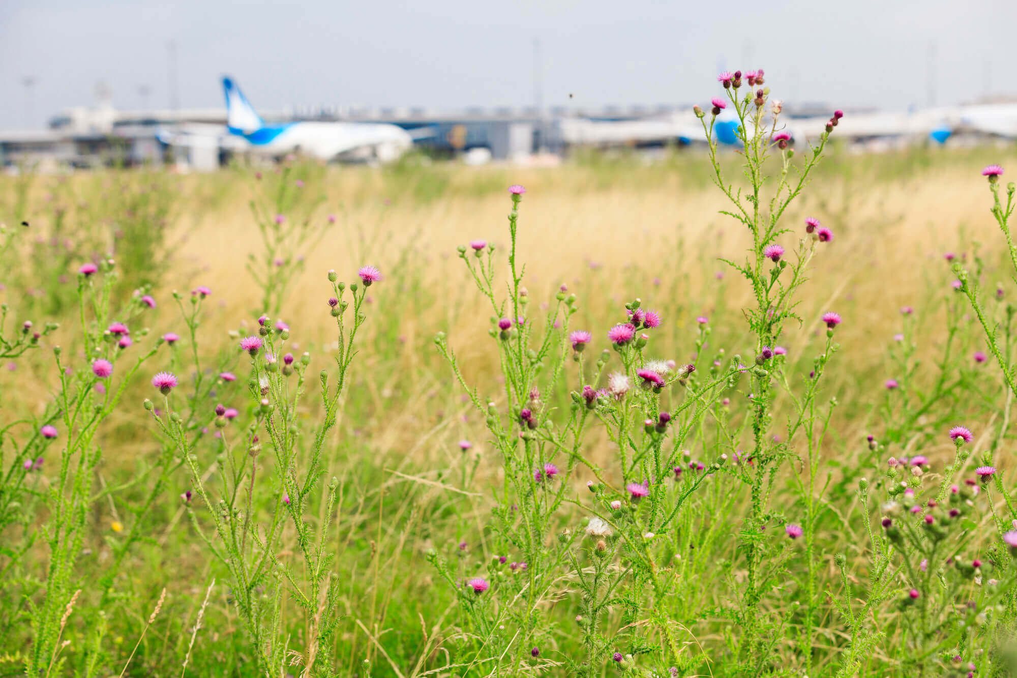 Airport grasslands at Paris-Orly
