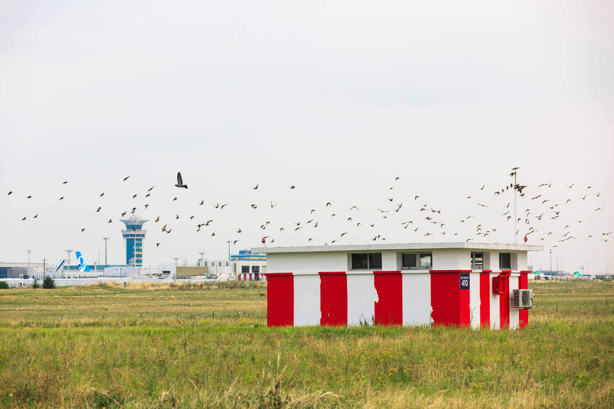 A flock of birds flying over airport grasslands at Paris-Orly