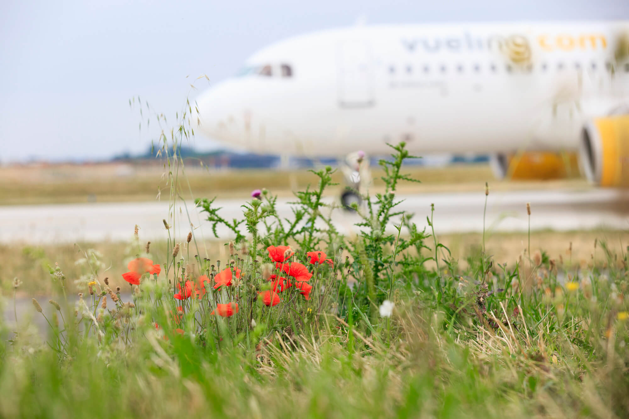 Aircraft taxiing at Paris-Orly with a poppy in the grassland