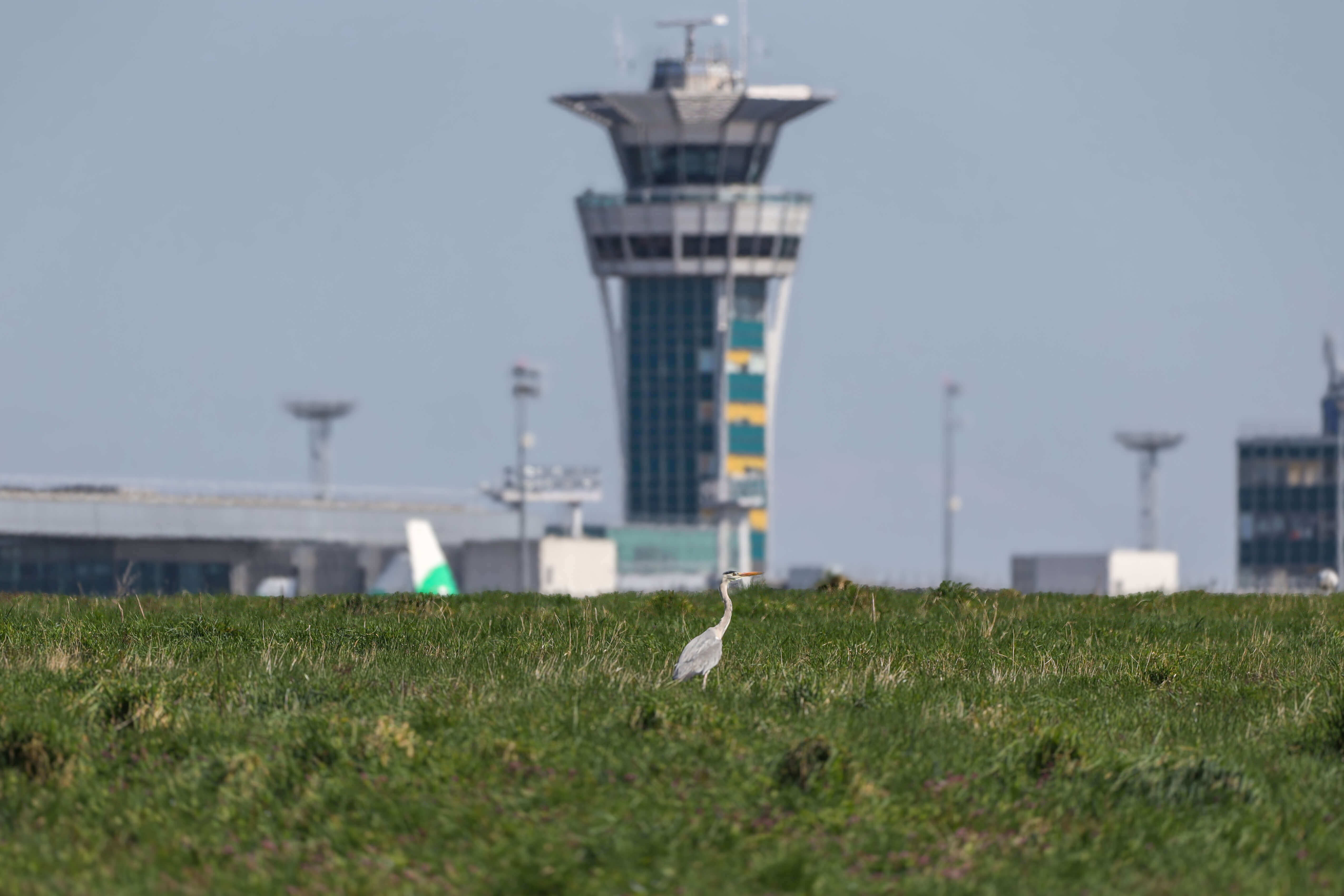 A heron in the middle of airport grasslands at Paris-Orly