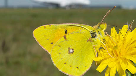 La biodiversité dans nos aéroports